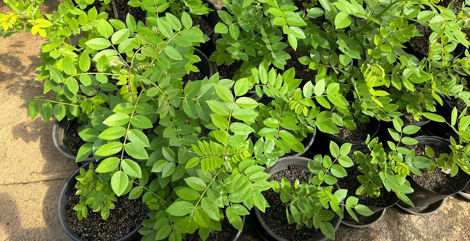 planta2